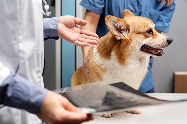 veterinarian-taking-care-pet-dog